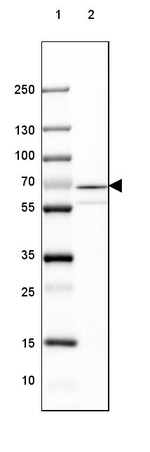 GAD67 Antibody in Western Blot (WB)