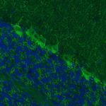 GAD67 Monoclonal Antibody (CL2914)