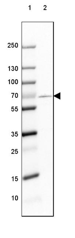 GAD67 Antibody in Western Blot (WB)