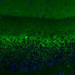 VGLUT2 Antibody in Immunohistochemistry (Paraffin) (IHC (P))