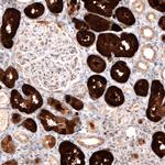 DOPA Decarboxylase Antibody in Immunohistochemistry (Paraffin) (IHC (P))