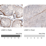 Laminin alpha-1 Antibody in Immunohistochemistry (Paraffin) (IHC (P))