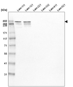 Laminin alpha-1 Antibody in Western Blot (WB)
