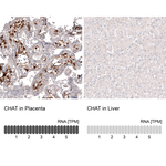 ChAT Antibody in Immunohistochemistry (Paraffin) (IHC (P))