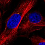CEP350 Antibody in Immunocytochemistry (ICC/IF)