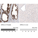 GRHL2 Antibody in Immunohistochemistry (Paraffin) (IHC (P))
