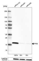 Cyclophilin B Antibody in Western Blot (WB)