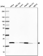 Cyclophilin B Monoclonal Antibody (CL3915)