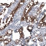 ACE2 Antibody in Immunohistochemistry (Paraffin) (IHC (P))