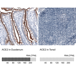 ACE2 Monoclonal Antibody (CL4035)