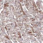 ACE2 Antibody in Immunohistochemistry (Paraffin) (IHC (P))