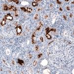 ACE2 Antibody in Immunohistochemistry (Paraffin) (IHC (P))