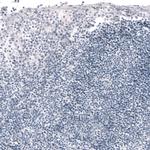 OTC Antibody in Immunohistochemistry (Paraffin) (IHC (P))