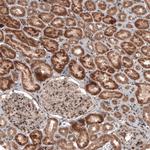 RBCK1 Monoclonal Antibody (CL4289)