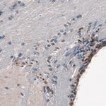 SOX21 Antibody in Immunohistochemistry (Paraffin) (IHC (P))