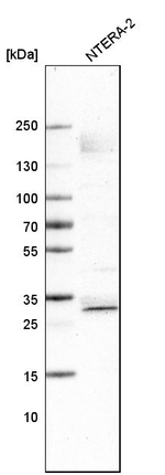 SOX21 Antibody in Western Blot (WB)