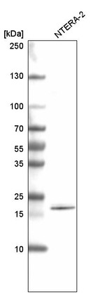 SOX21 Antibody in Western Blot (WB)
