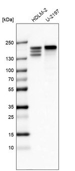 CLIP1 Antibody in Western Blot (WB)