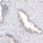 CDKL5 Antibody in Immunohistochemistry (Paraffin) (IHC (P))