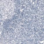 CDKL5 Antibody in Immunohistochemistry (Paraffin) (IHC (P))