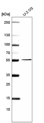 PRAME Antibody in Western Blot (WB)