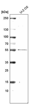 PRAME Antibody in Western Blot (WB)
