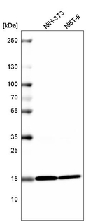 Histone H2B Antibody in Western Blot (WB)