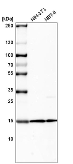 Histone H2B Antibody in Western Blot (WB)