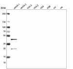 Histone Macro-H2A.1 Antibody in Western Blot (WB)