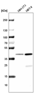 Histone Macro-H2A.1 Antibody in Western Blot (WB)