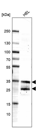 LAPTM4B Antibody in Western Blot (WB)