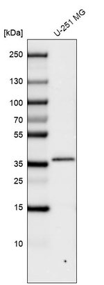 CTGF Antibody in Western Blot (WB)