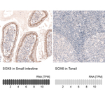 SOX6 Antibody in Immunohistochemistry (Paraffin) (IHC (P))