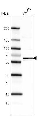 FUT4 Monoclonal Antibody (CL6334)