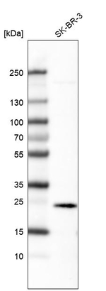 Ephrin A1 Monoclonal Antibody (CL6501)