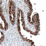 Sortilin Antibody in Immunohistochemistry (Paraffin) (IHC (P))
