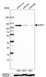 Sortilin Antibody in Western Blot (WB)