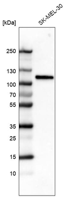 Sortilin Antibody in Western Blot (WB)