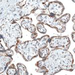 Sortilin Antibody in Immunohistochemistry (Paraffin) (IHC (P))