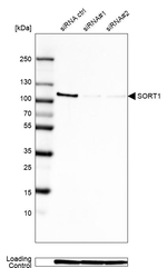 Sortilin Antibody in Western Blot (WB)