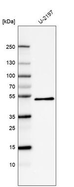 PCOLCE Monoclonal Antibody (CL6567)