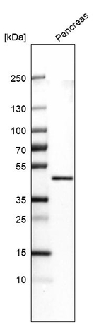 Carboxypeptidase A1 Antibody in Western Blot (WB)
