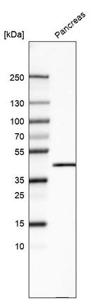 Carboxypeptidase A1 Antibody in Western Blot (WB)