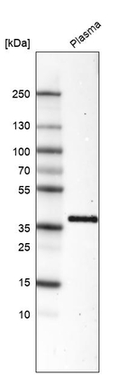 INHBC Antibody in Western Blot (WB)