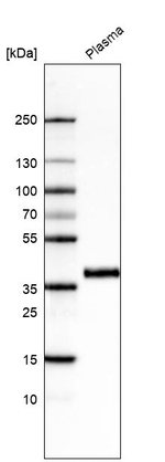 INHBC Antibody in Western Blot (WB)
