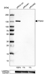 ITGA3 Antibody in Western Blot (WB)
