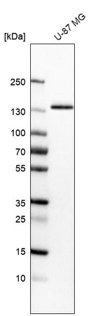 ITGA3 Antibody in Western Blot (WB)