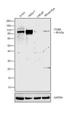 ITGB8 Antibody in Western Blot (WB)