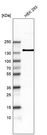 ITGA8 Antibody in Western Blot (WB)