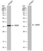 SOX2 Antibody in Western Blot (WB)